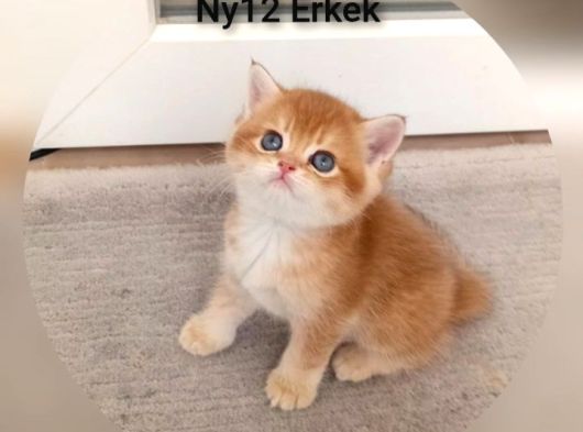 Brithis Shorthai̇r Zarafeti̇ görsel