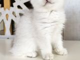 Scottish Straight Shorthair Bs12 Dişi