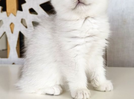 Scottish Straight Shorthair Bs12 Dişi görsel