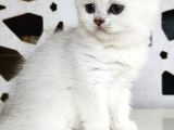 Scottish Straight Shorthair Bs12 Dişi