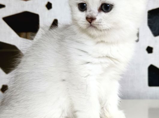 Scottish Straight Shorthair Bs12 Dişi görsel