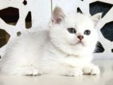 Scottish Straight Shorthair Bs12 Dişi