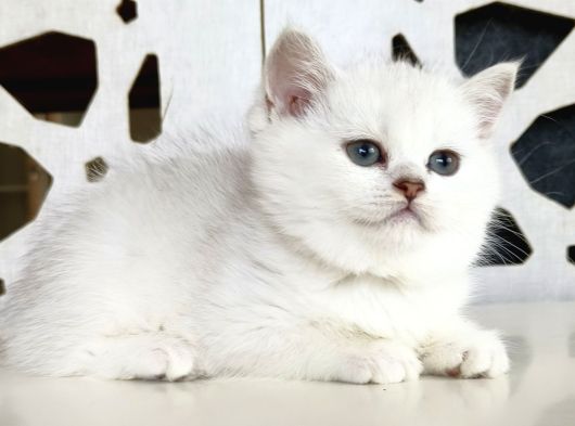 Scottish Straight Shorthair Bs12 Dişi görsel