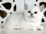 Scottish Straight Shorthair Bs12 Dişi