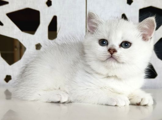 Scottish Straight Shorthair Bs12 Dişi görsel