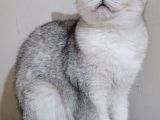 Scottish Straight Shorthair Dişi