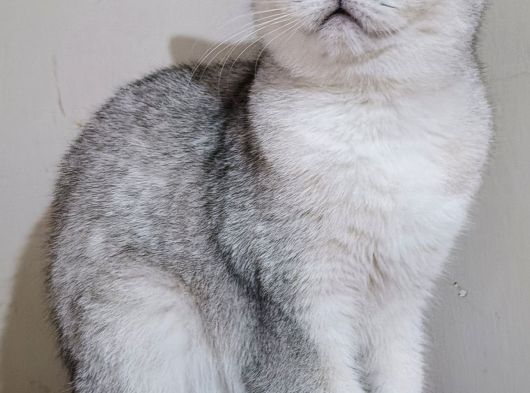 Scottish Straight Shorthair Dişi görsel