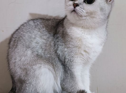 Scottish Straight Shorthair Dişi görsel