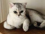 Scottish straight shorthair dişi