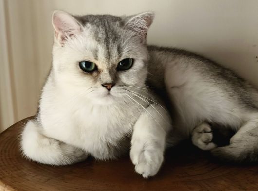 Scottish Straight Shorthair Dişi