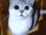 Scottish Straight Shorthair Dişi