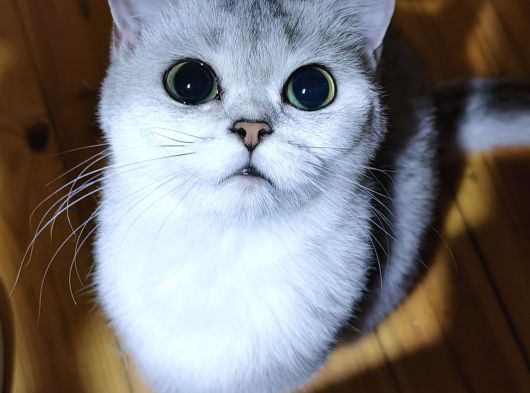 Scottish Straight Shorthair Dişi görsel
