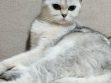 Scottish Straight Shorthair Dişi
