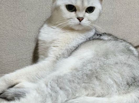 Scottish Straight Shorthair Dişi görsel