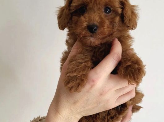 Teddy Toy Poodle Yavru  Irk Garantili