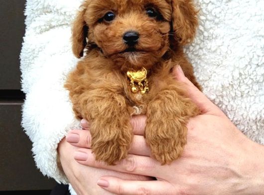 Teddy Toy Poodle Yavru  Irk Garantili görsel