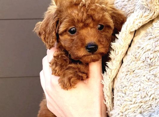 Teddy Toy Poodle Yavru  Irk Garantili görsel