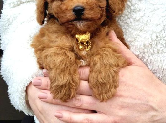 Teddy Toy Poodle Yavru  Irk Garantili görsel