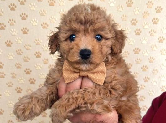 Premium Toy Poodle Yavrular  Aile Ortamına Uygun görsel
