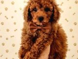 Premium Toy Poodle Yavrular  Aile Ortamına Uygun
