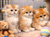 Mükemmel A Kalite British Longhair Golden Yavrularımız