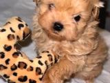 Petmode Köpek Çiftliğinde Ziyarete Açık Kore Tea Cup Maltipo