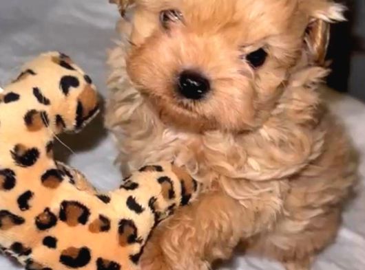 Petmode Köpek Çiftliğinde Ziyarete Açık Kore Tea Cup Maltipo görsel