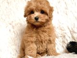 Malti̇poo Ci̇nsi̇ Yavrular Ev Üreti̇mi̇