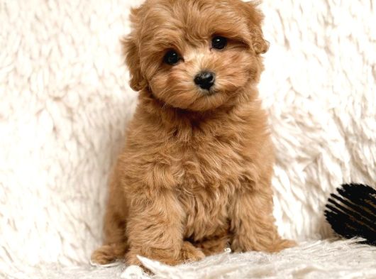 Malti̇poo Ci̇nsi̇ Yavrular Ev Üreti̇mi̇