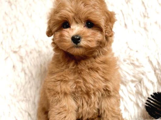 Malti̇poo Ci̇nsi̇ Yavrular Ev Üreti̇mi̇ görsel