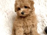Malti̇poo Ci̇nsi̇ Yavrular Ev Üreti̇mi̇