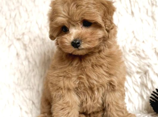 Malti̇poo Ci̇nsi̇ Yavrular Ev Üreti̇mi̇ görsel