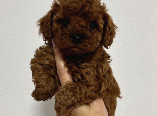 Toy Poodle Sevi̇mli̇ Yavrular Ev Üreti̇mi̇