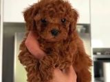 Toy Poodle Sevi̇mli̇ Yavrular Ev Üreti̇mi̇