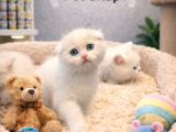 Mükemmel A Kalite Scottish Ve British Shorthair Yavrulatımız
