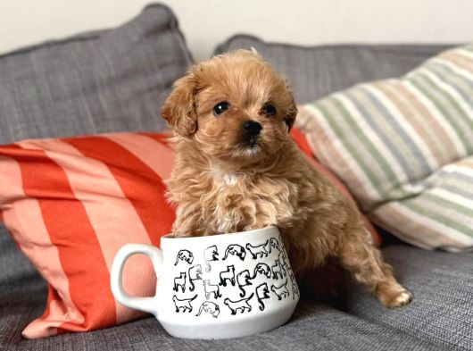 Petmode köpek çiftliğinde ziyarete açık kore tea cup maltipo