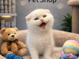 Mükemmel A Kalite Scottish Ve British Shorthair Yavrulatımız