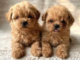 Petmode Köpek Çiftliğinde Ziyarete Açık Kore Tea Cup Maltipo