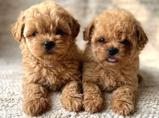 Petmode Köpek Çiftliğinde Ziyarete Açık Kore Tea Cup Maltipo görsel