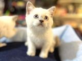 Bi̇blo Güzelli̇ği̇nde Safkan Bri̇ti̇sh Blue Poi̇nt Yavrular