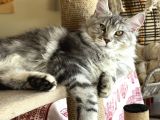 Maine Coon Yavruları