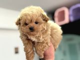 Petmode Köpek Çiftliğinde Ziyarete Açık Kore Tea Cup Maltipo