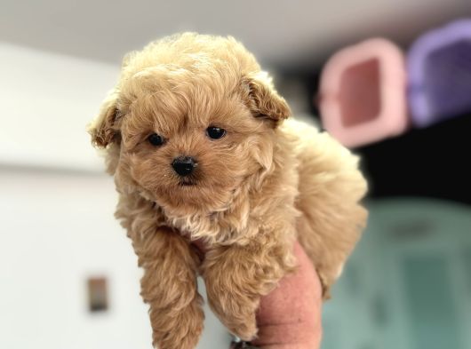 Petmode Köpek Çiftliğinde Ziyarete Açık Kore Tea Cup Maltipo görsel