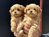 Petmode Köpek Çiftliğinde Ziyarete Açık Kore Tea Cup Maltipo