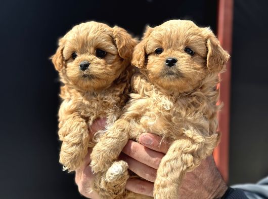 Petmode Köpek Çiftliğinde Ziyarete Açık Kore Tea Cup Maltipo görsel