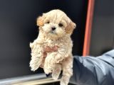 Petmode Köpek Çiftliğinde Ziyarete Açık Kore Tea Cup Maltipo