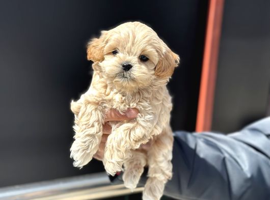 Petmode Köpek Çiftliğinde Ziyarete Açık Kore Tea Cup Maltipo görsel