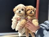 Petmode Köpek Çiftliğinde Ziyarete Açık Kore Tea Cup Maltipo