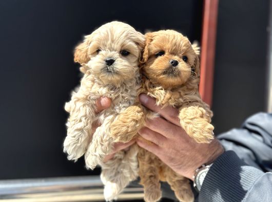 Petmode Köpek Çiftliğinde Ziyarete Açık Kore Tea Cup Maltipo görsel
