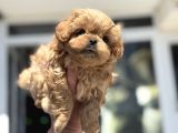 Petmode Köpek Çiftliğinde Ziyarete Açık Kore Tea Cup Maltipo